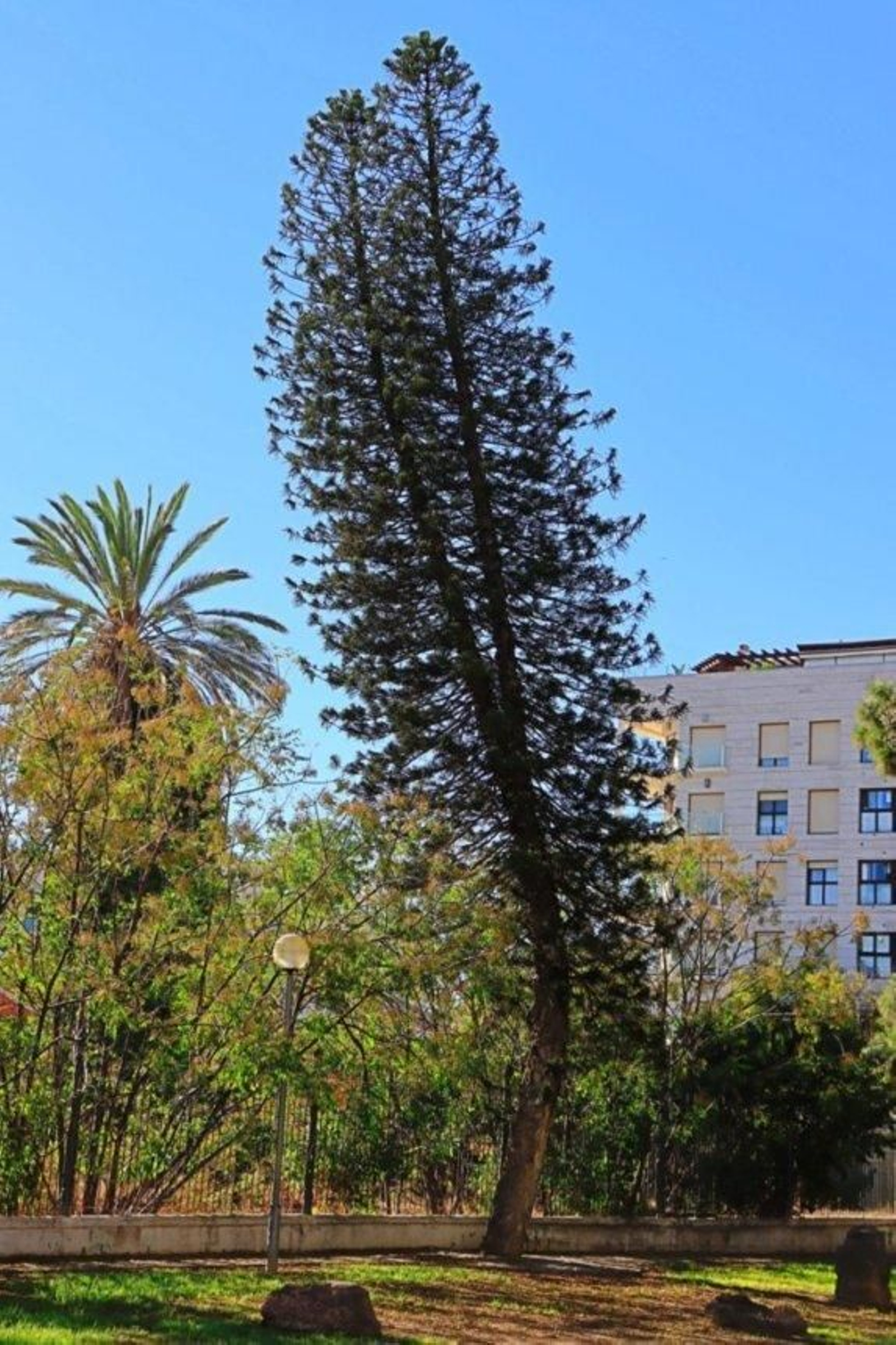 La araucaria.