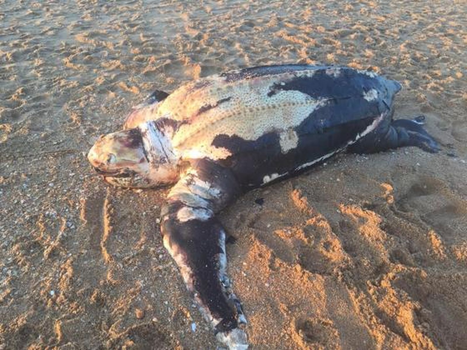 Tortuga laúd varada en la playa de los Enebrales (Punta Umbría)