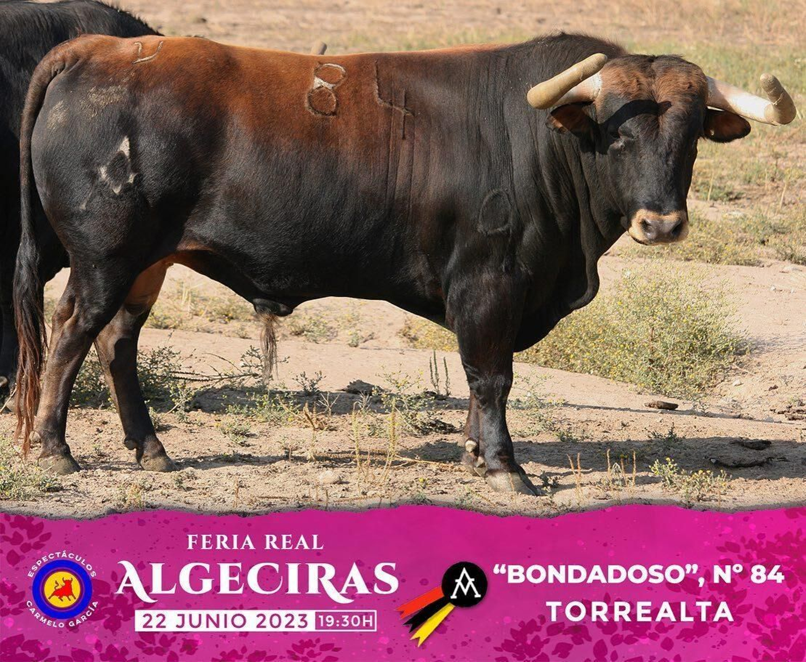 Los toros de Torrealta reseñados para la primera corrida dela  Feria de Algeciras 2023, en imágenes