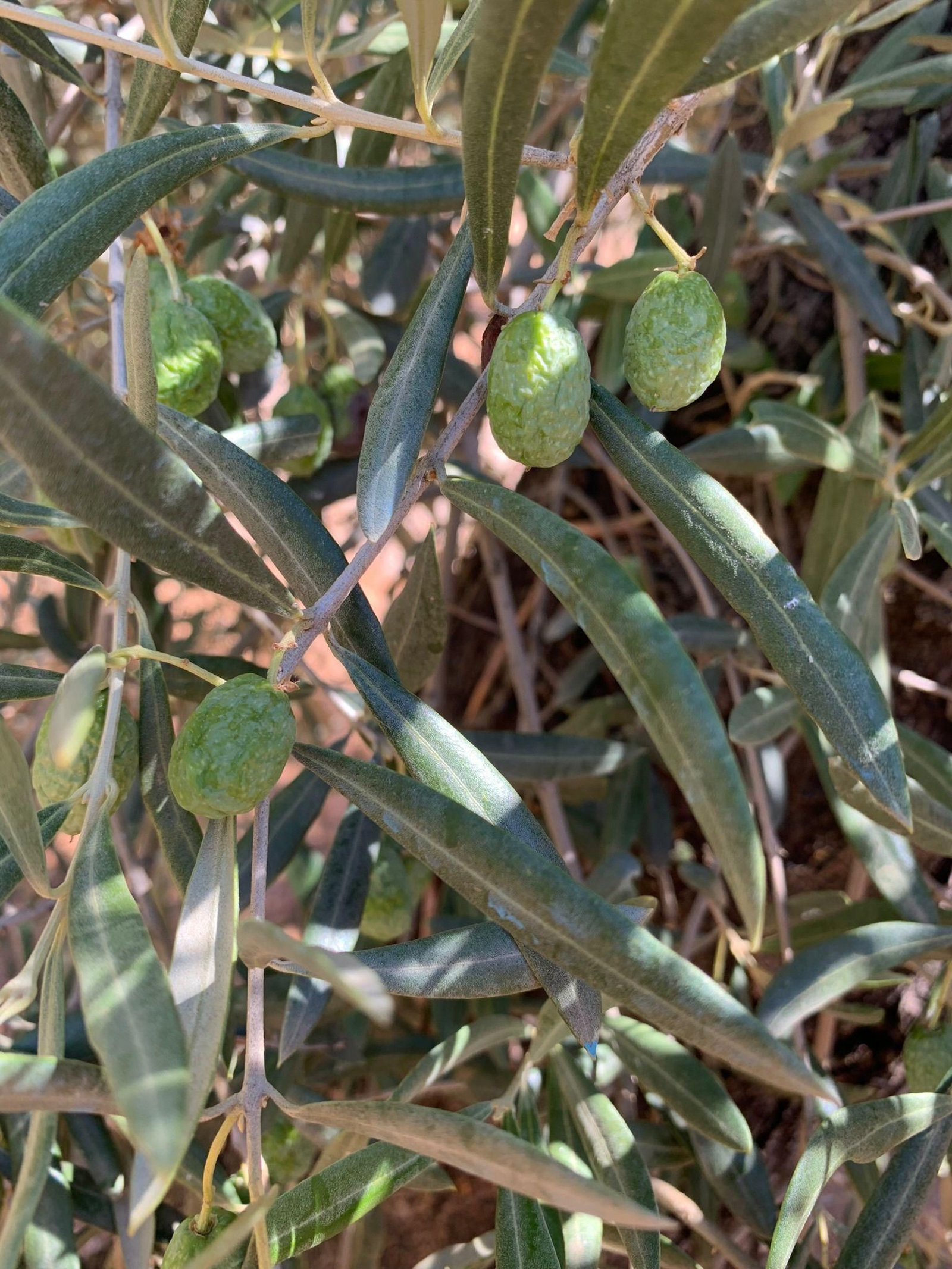 Estado actual de la aceituna arrugada cordobesa. Estado actual de la aceituna arrugada cordobesa.