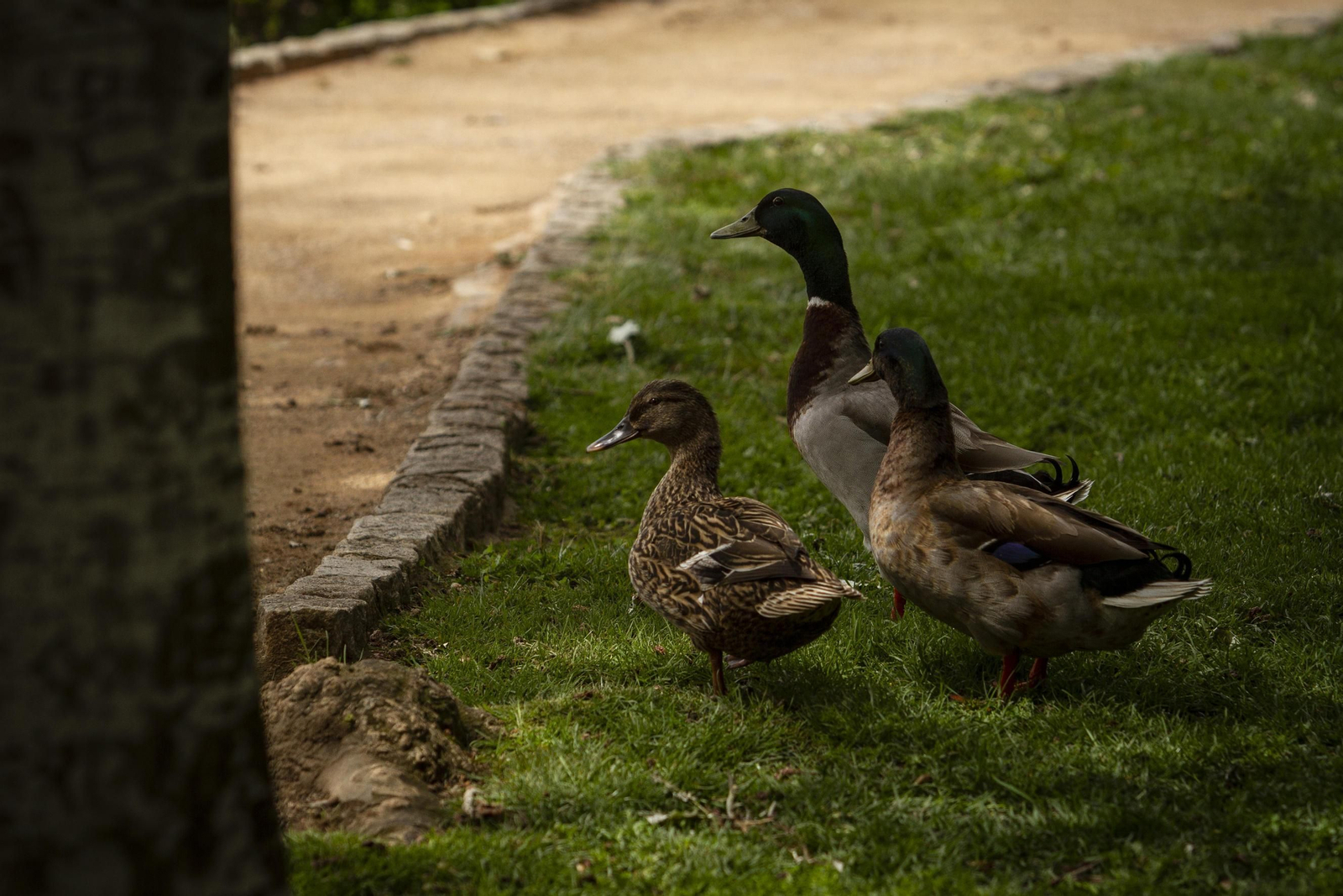 Los parques de Granada, vacíos en pleno estado de alarma