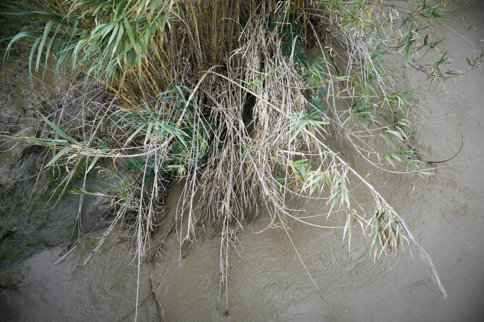 La desembocadura del río Andarax, en imágenes