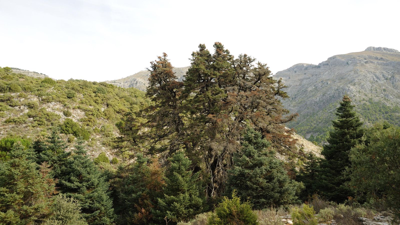 Pinsapo de las Escaleretas, en Parauta. Pinsapo de las Escaleretas, en Parauta.