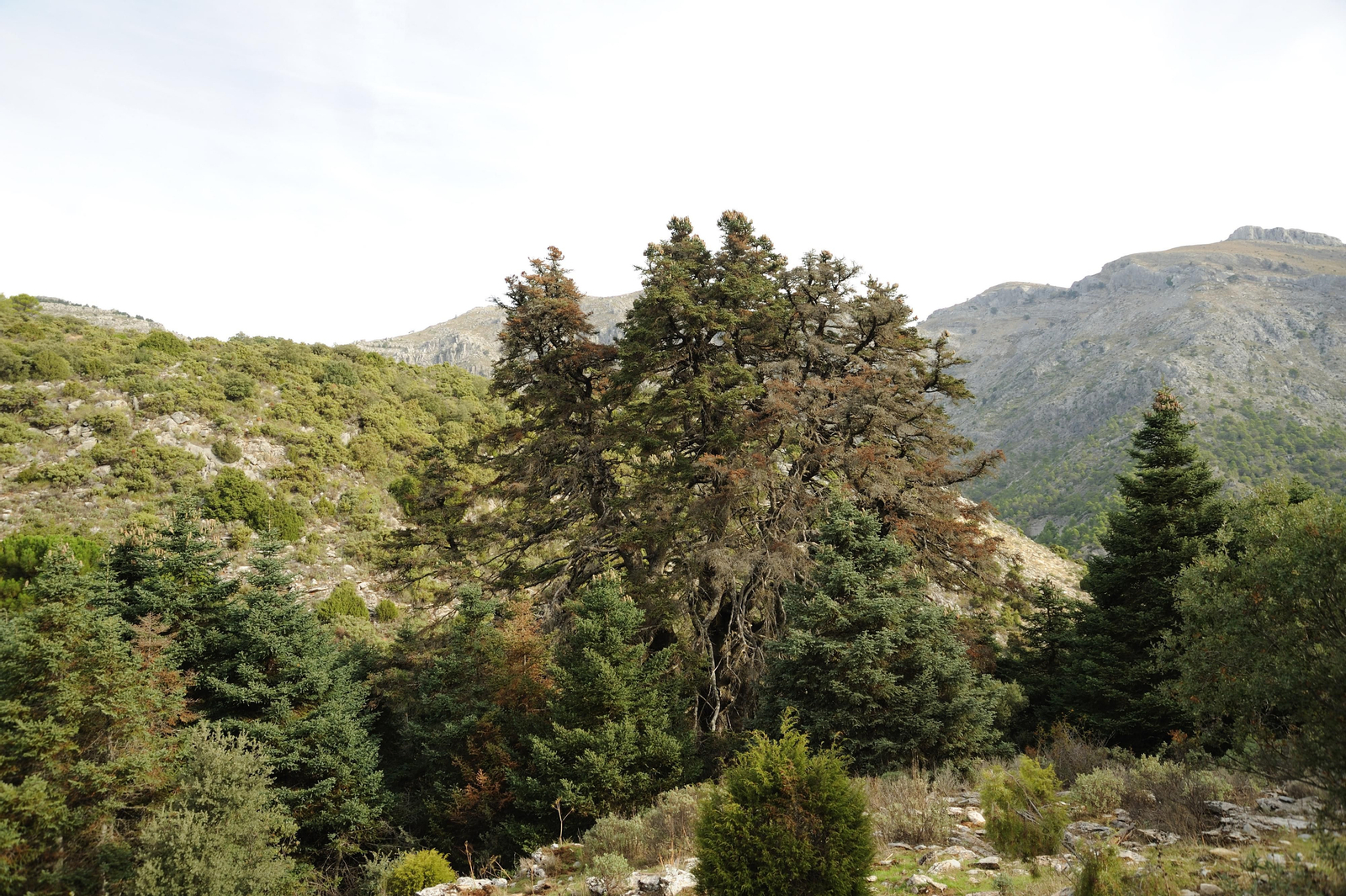 Pinsapo de las Escaleretas, en Parauta.