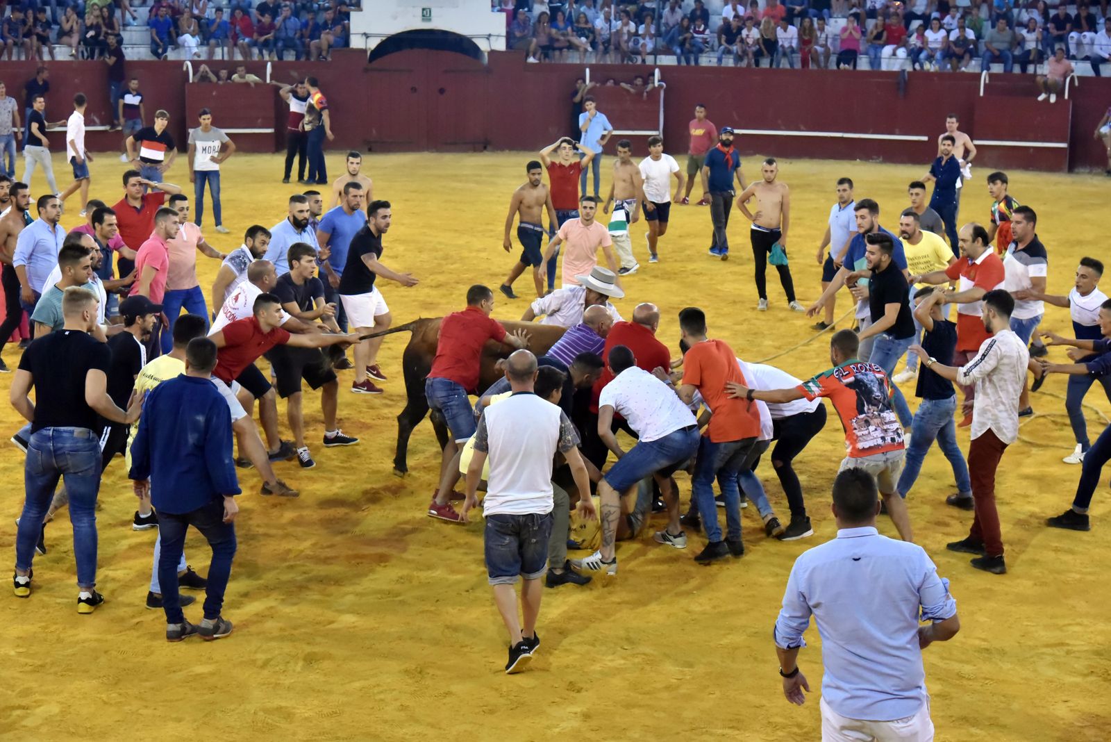 Toro del Aguardiente