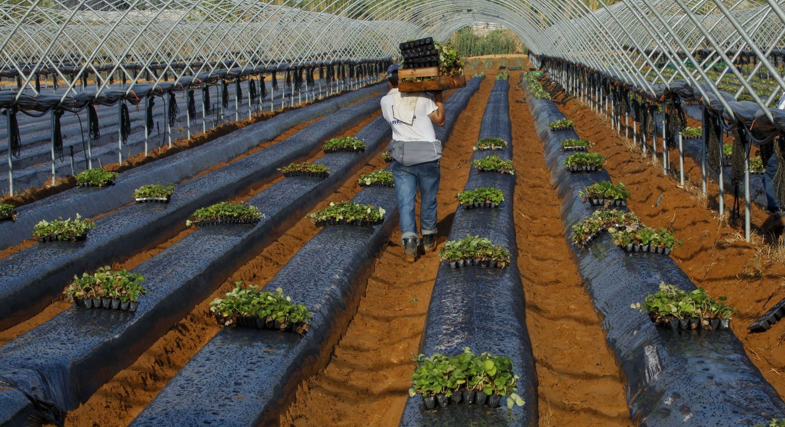 Un temporero durante una campaña de recogida.