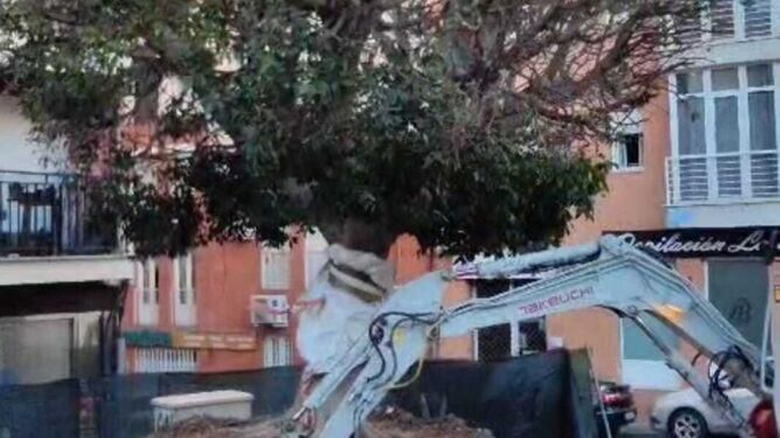 Extracción del ficus de la Plaza 2 de Mayo. Extracción del ficus de la Plaza 2 de Mayo.