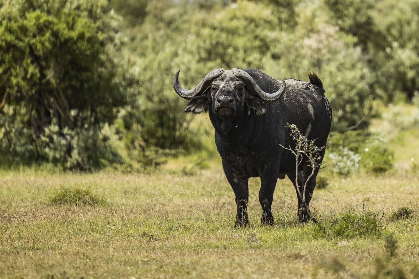Un búfalo en Kenia