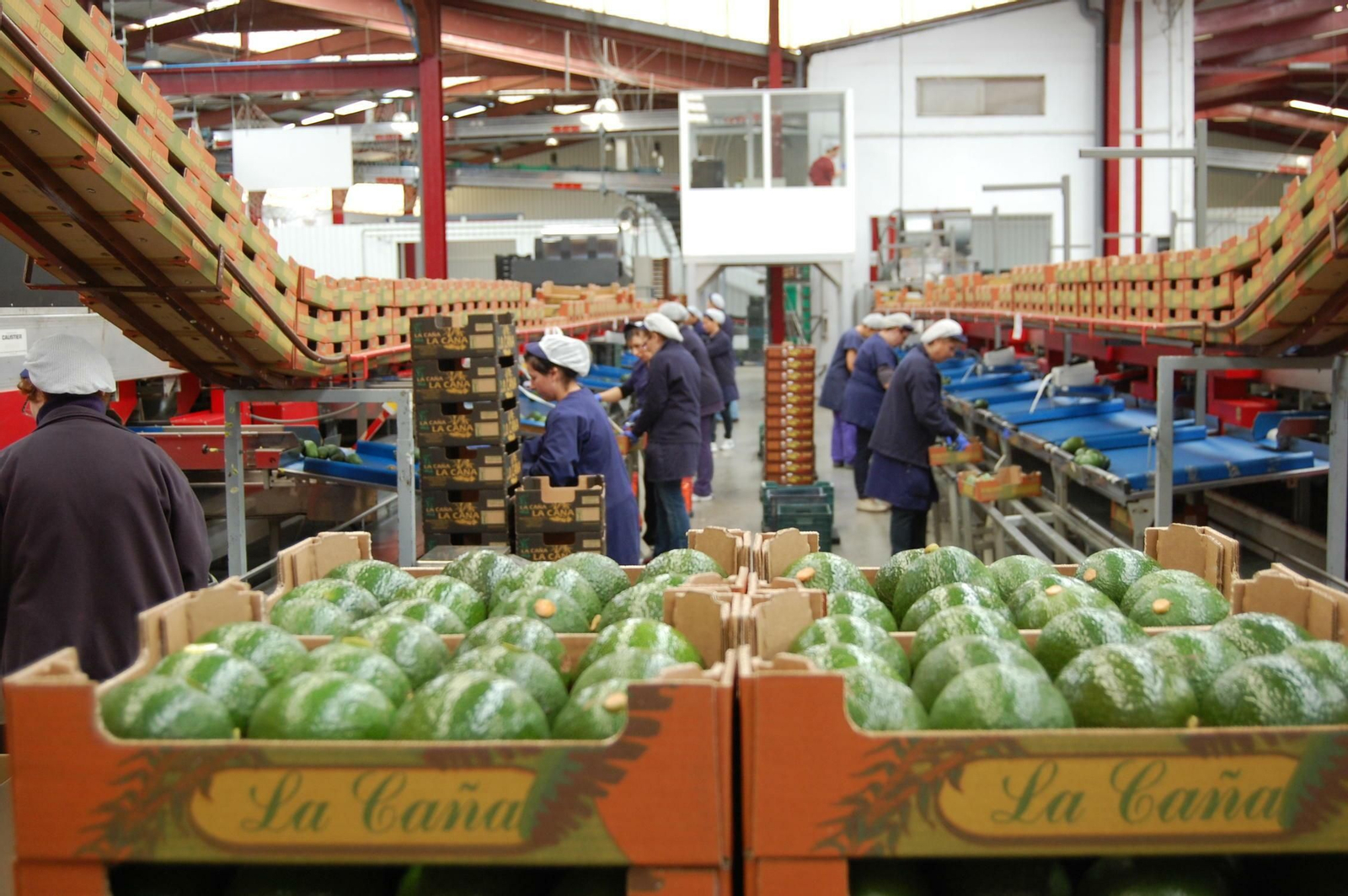 El aguacate es uno de los productos estrella salidos de Granada.