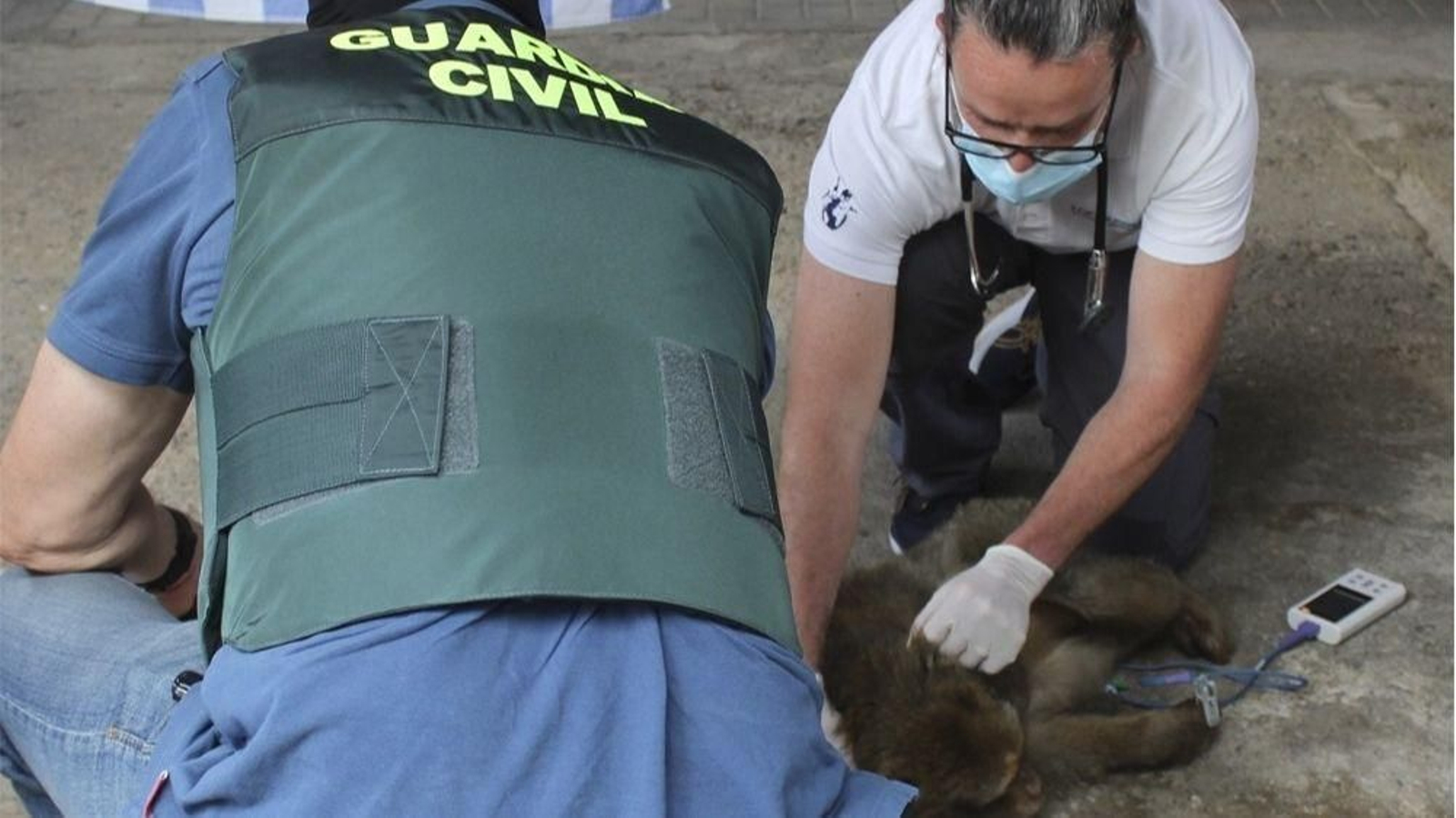Rescatan a dos monos de Gibraltar enjaulados en una vivienda de Granada Rescatan a dos monos de Gibraltar enjaulados en una vivienda de Granada