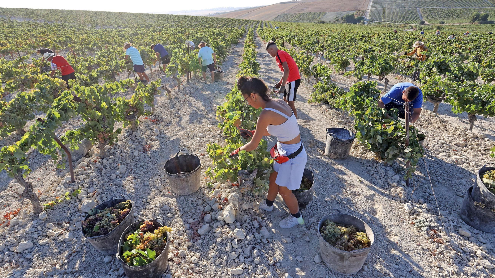 Vendimia a mano en la Viña El Caribe en Jerez