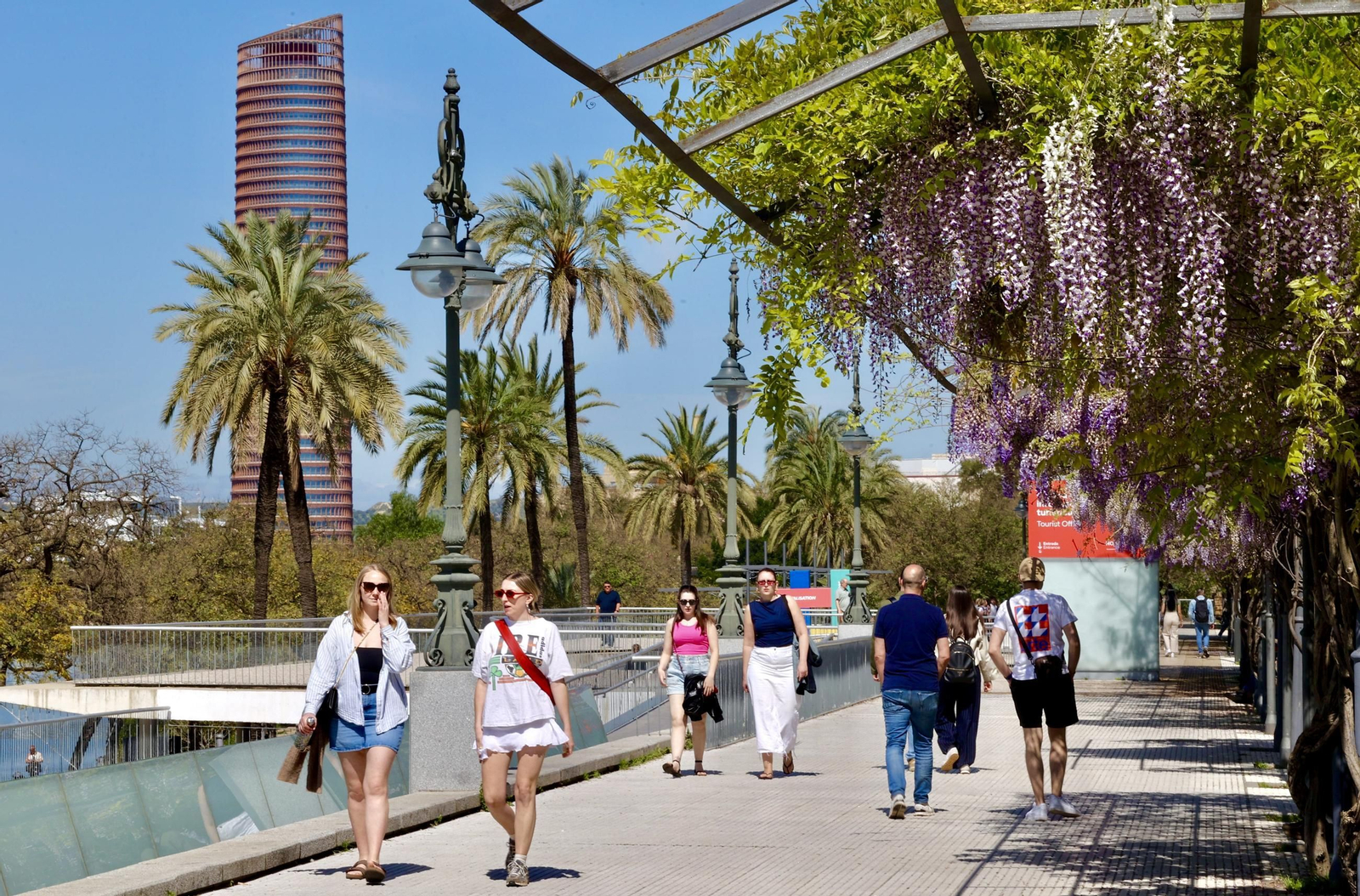 La belleza de las glicinias del Paseo de Cristóbal Colón