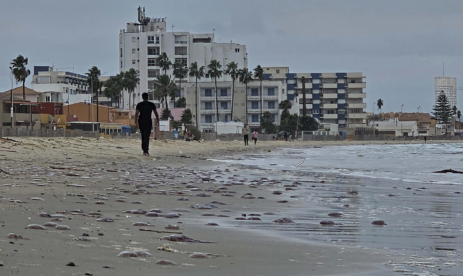 Fotos de las medusas en las playas de Algeciras