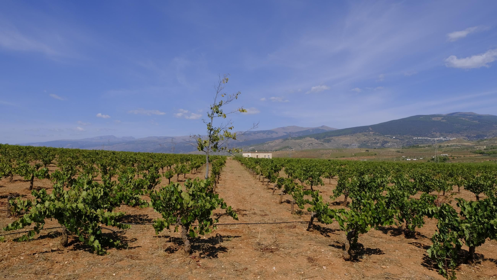 La vendimia en la Bodega Cortijo del Cura de Laujar, en imágenes