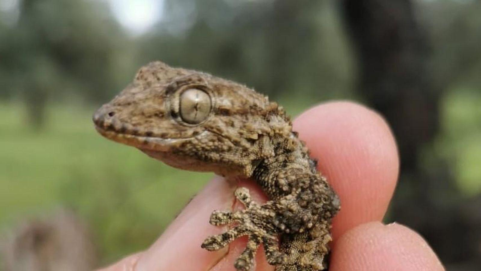 Una salamanquesa rescatada en el santuario.