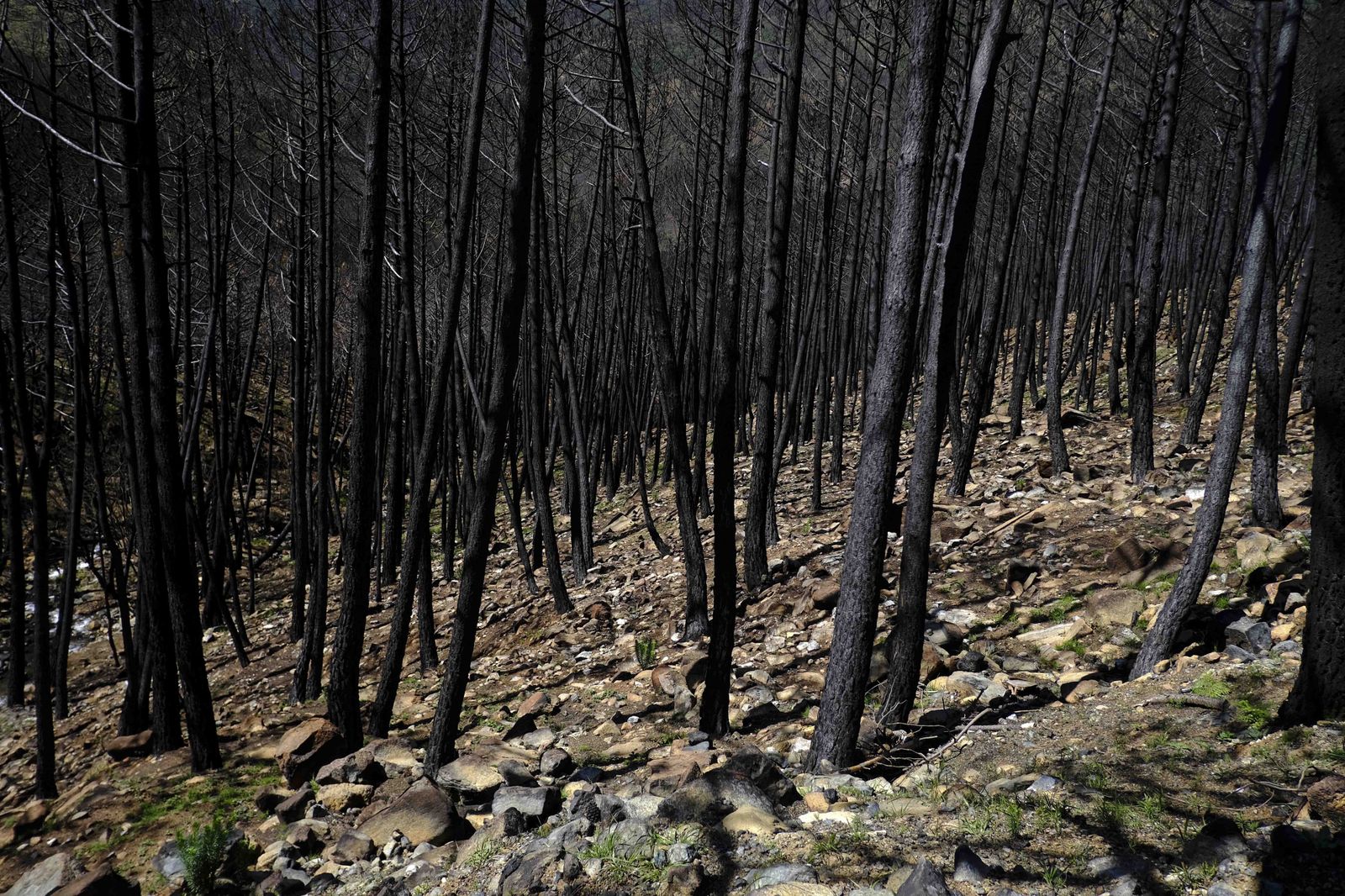 Así se recupera Sierra Bermeja tras el incendio (fotos)