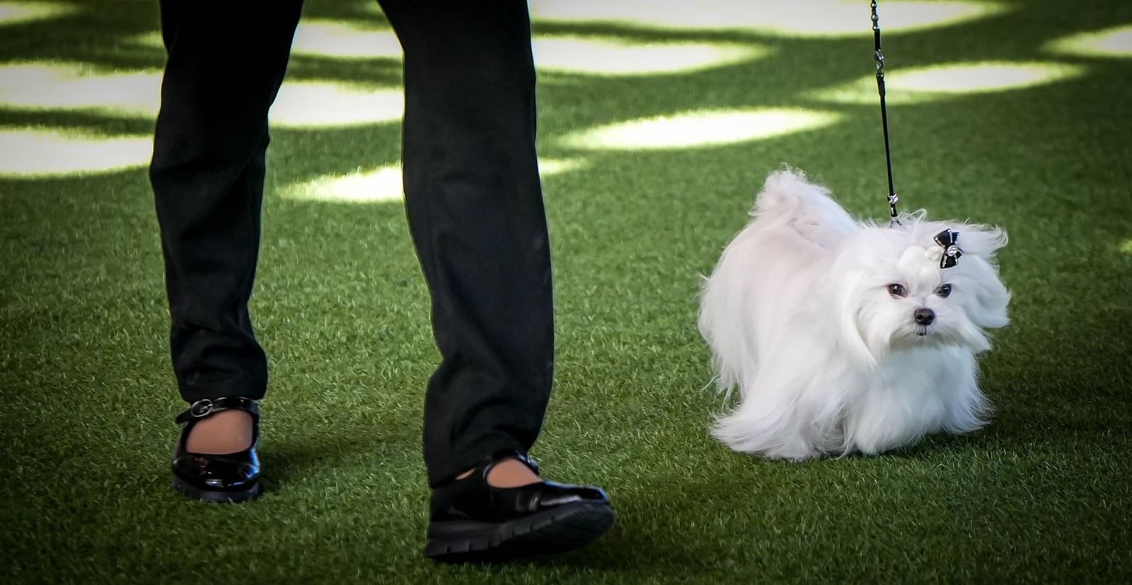 Espectacular exposición canina en Ifeca Jerez, en imágenes