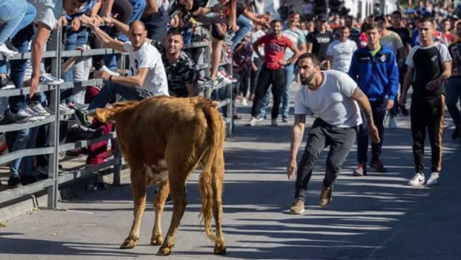 Suelta de Vacas en San José del Valle en 2019.