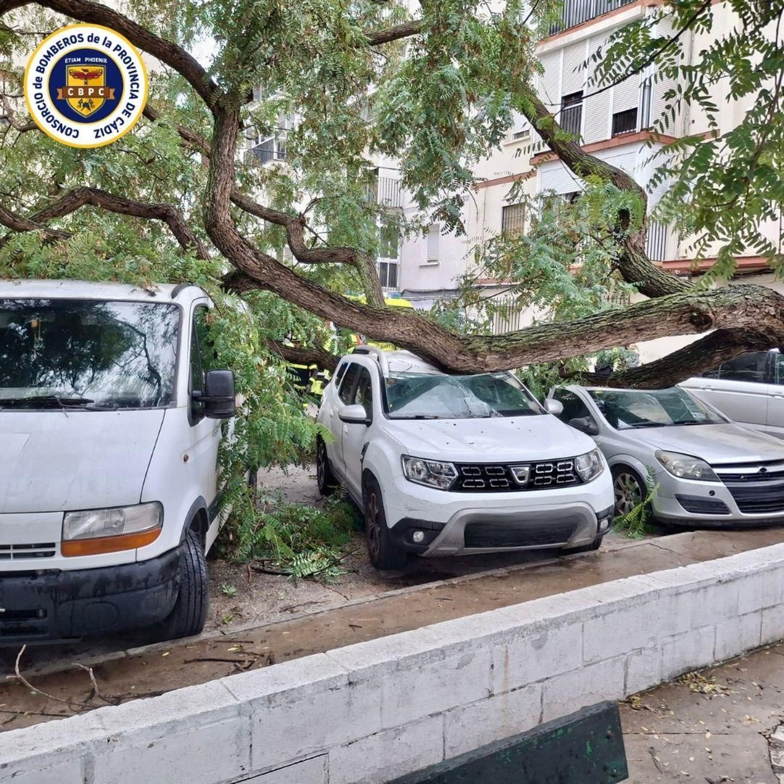 El árbol caido sobre varios coches en El Puerto.