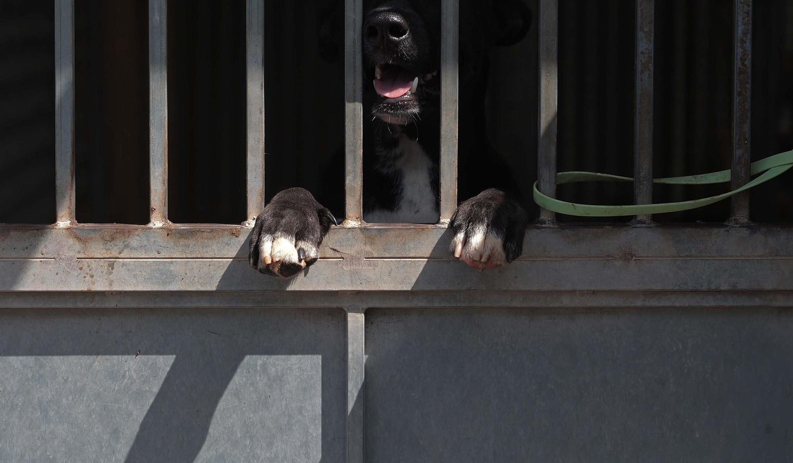 Imágenes de la protectora de animales del Campo de Gibraltar en Los Barrios