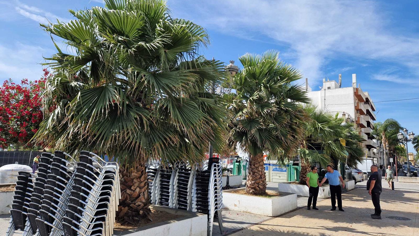 Algunas de las palmeras que se sitúan junto al bar Santa María, en el parque Calderón.