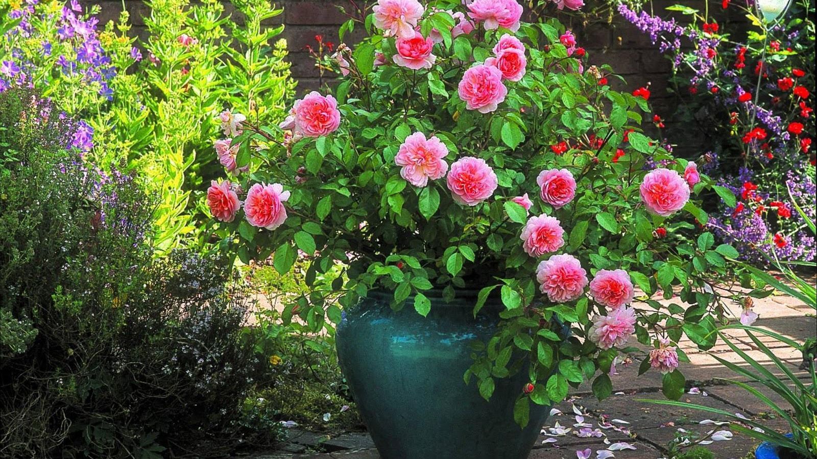 Rosas para un jardín en primavera.