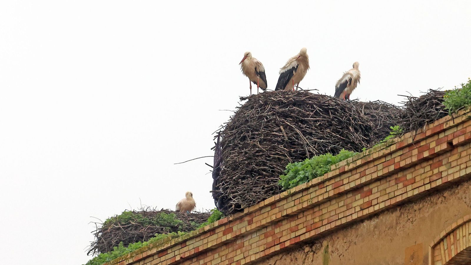 Vuelta a sus casa en La Ina, La Corta y El Portal