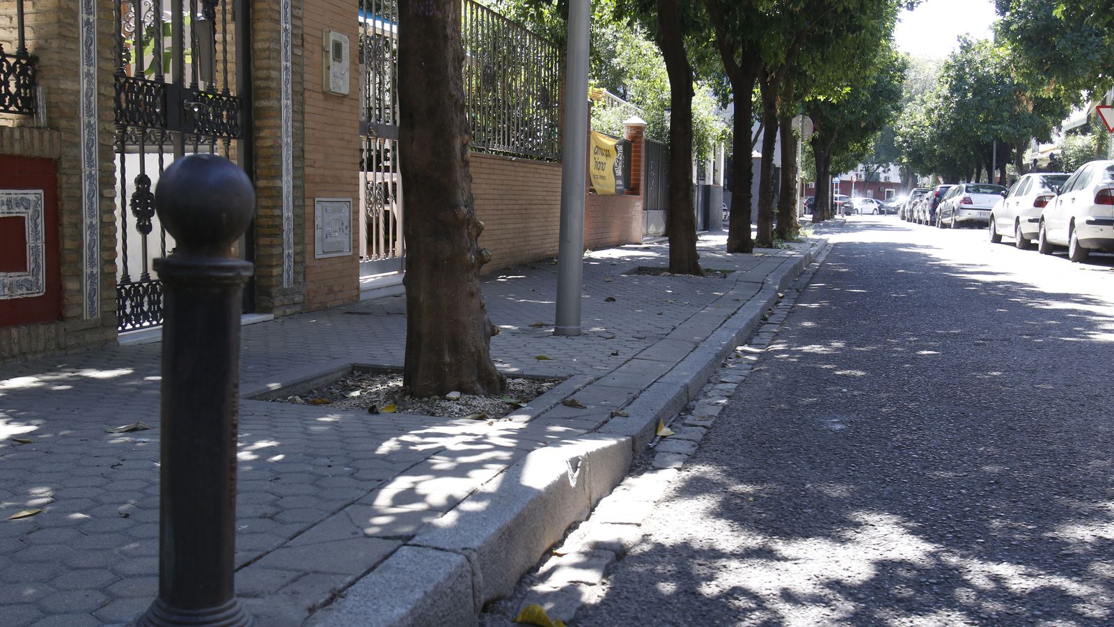 Varios naranjos en una de las aceras.