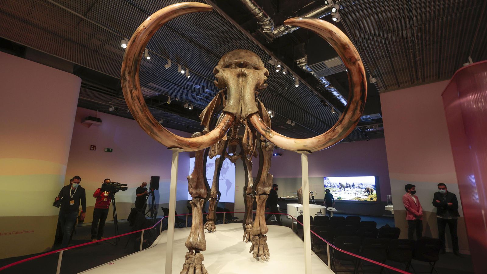 Cada colmillo en marfil de este mamut pesa 80 kilos.