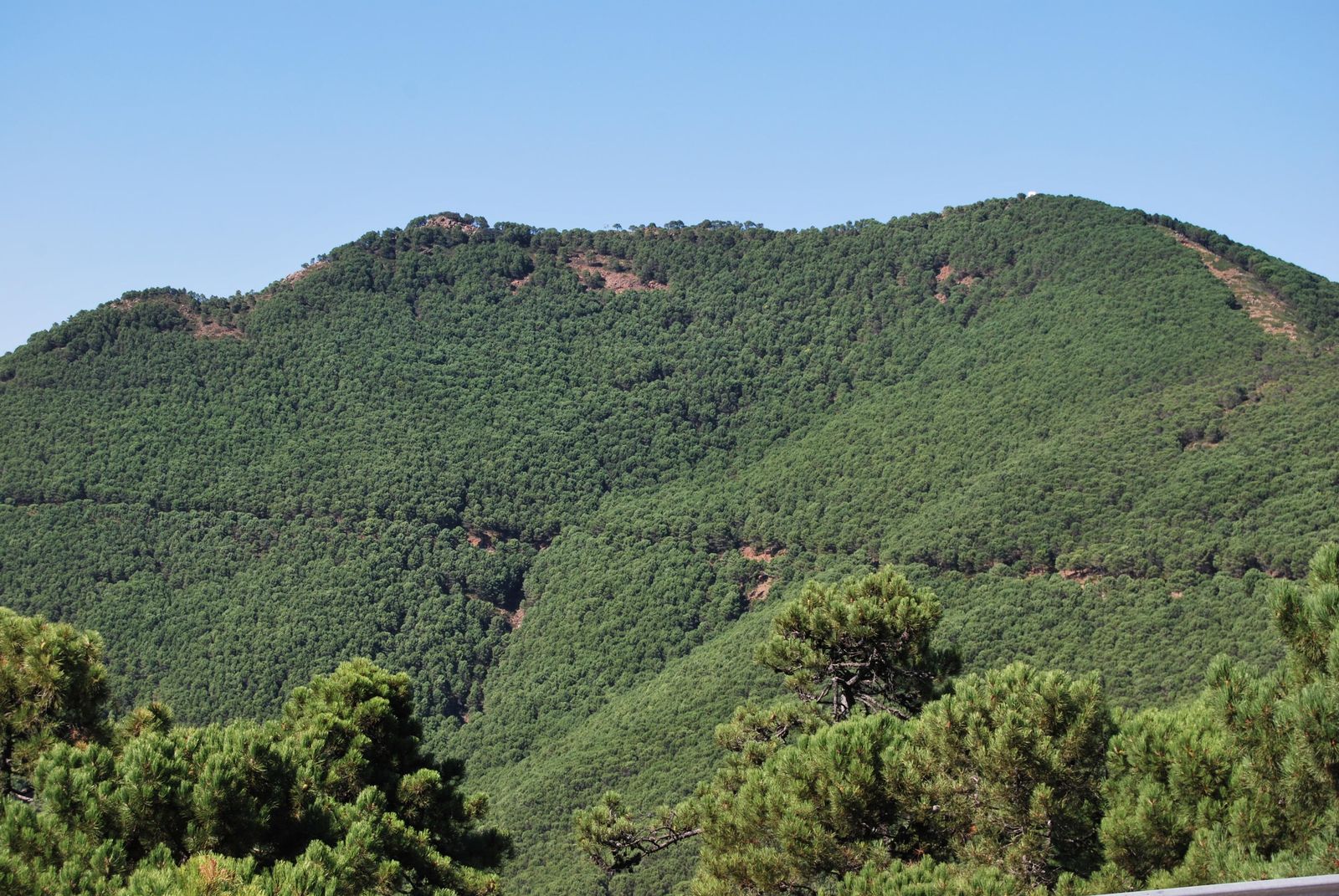 Los bosques que hacen de Málaga una joya sin igual