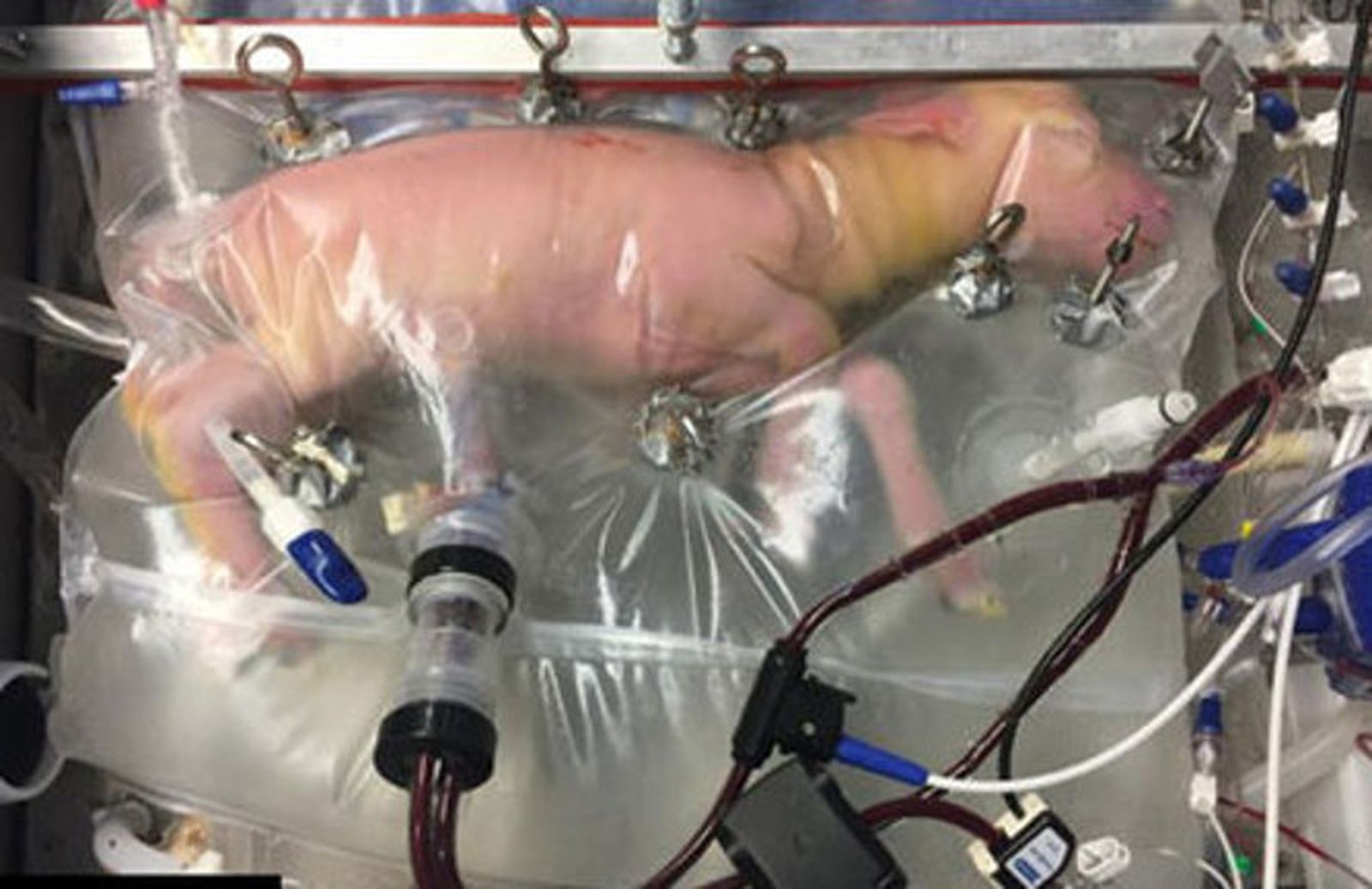 Un cordero en el útero artificial