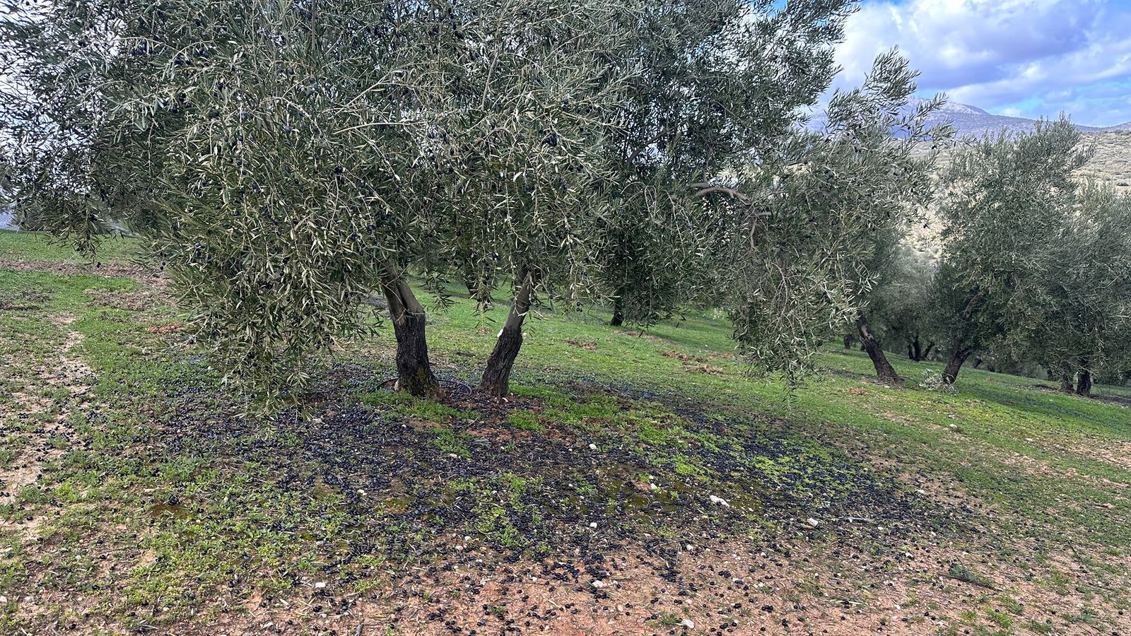 Aceitunas en el suelo tras el temporal en Iznalloz