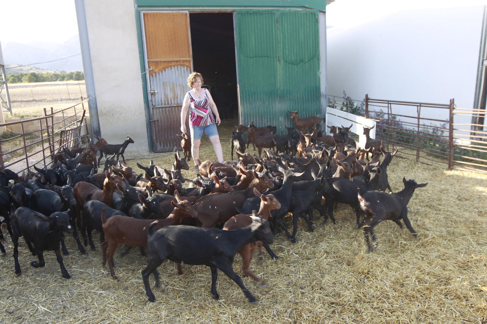 Cati Guirao, una ganadera hecha a sí misma, en imágenes