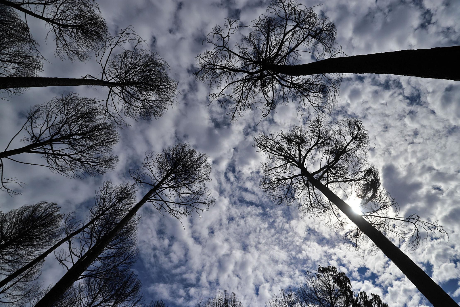 Imágenes de la devastación causada en los montes por el incendio de Almonaster la Real