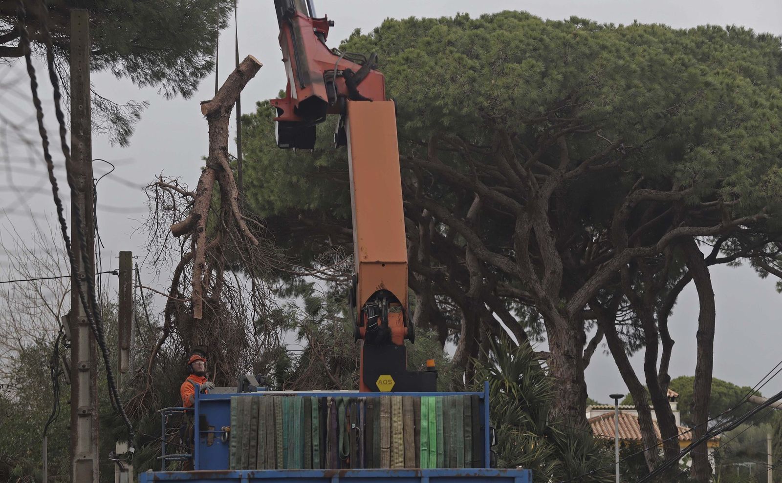 24 horas sin electricidad en la urbanización Los Pinos por árboles caídos tras la borrasca Kristin, en imágenes