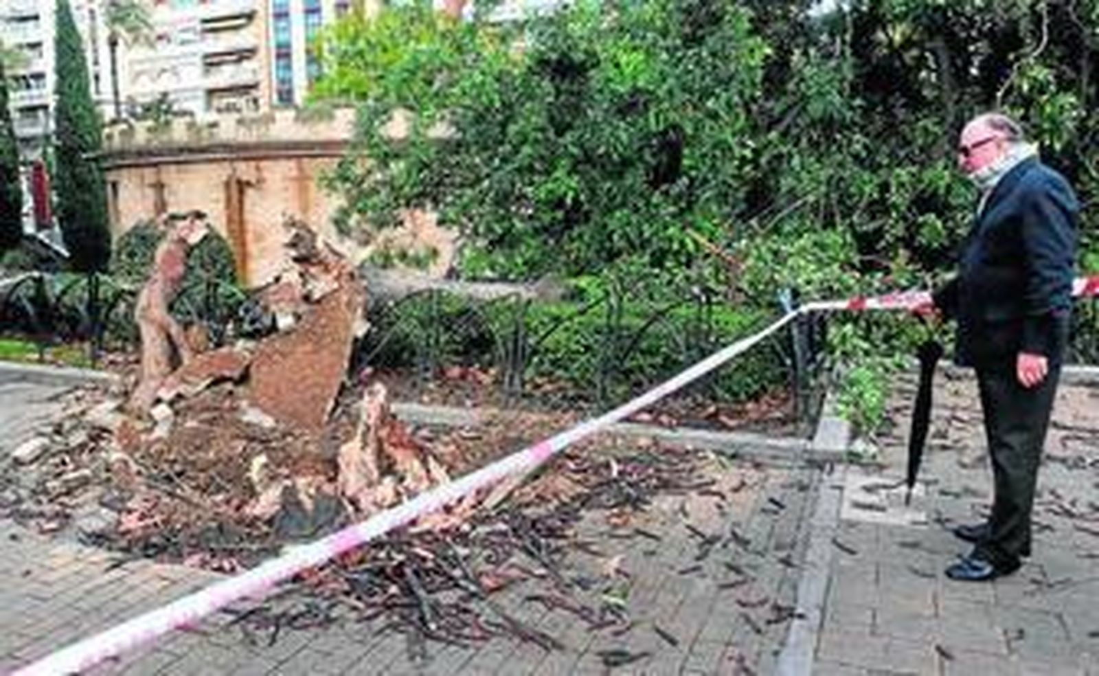 Árbol que cayó al mausoleo situado en el Paseo de la Victoria.