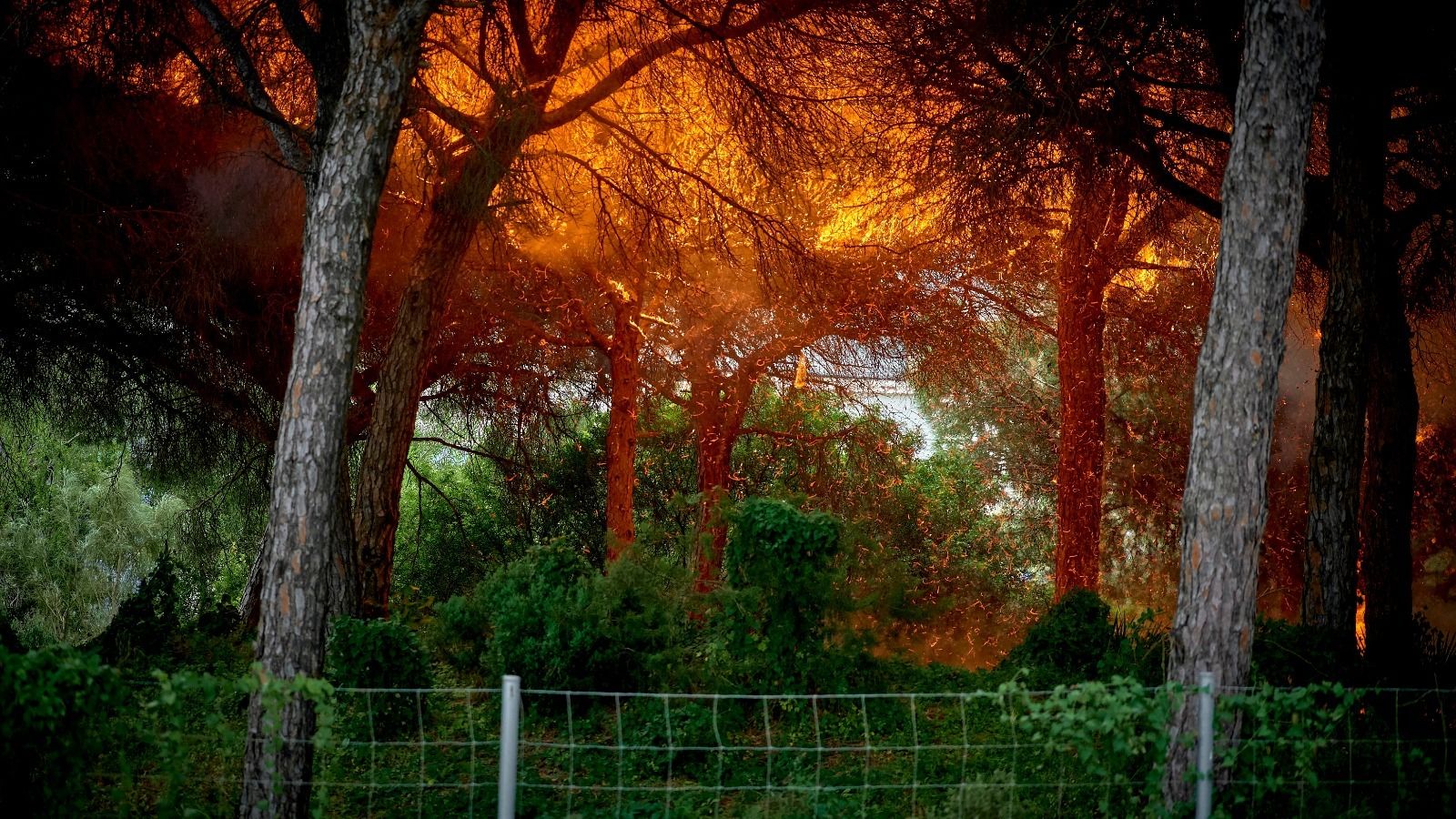 Incendio del pinar de El Trocadero, durante la protesta