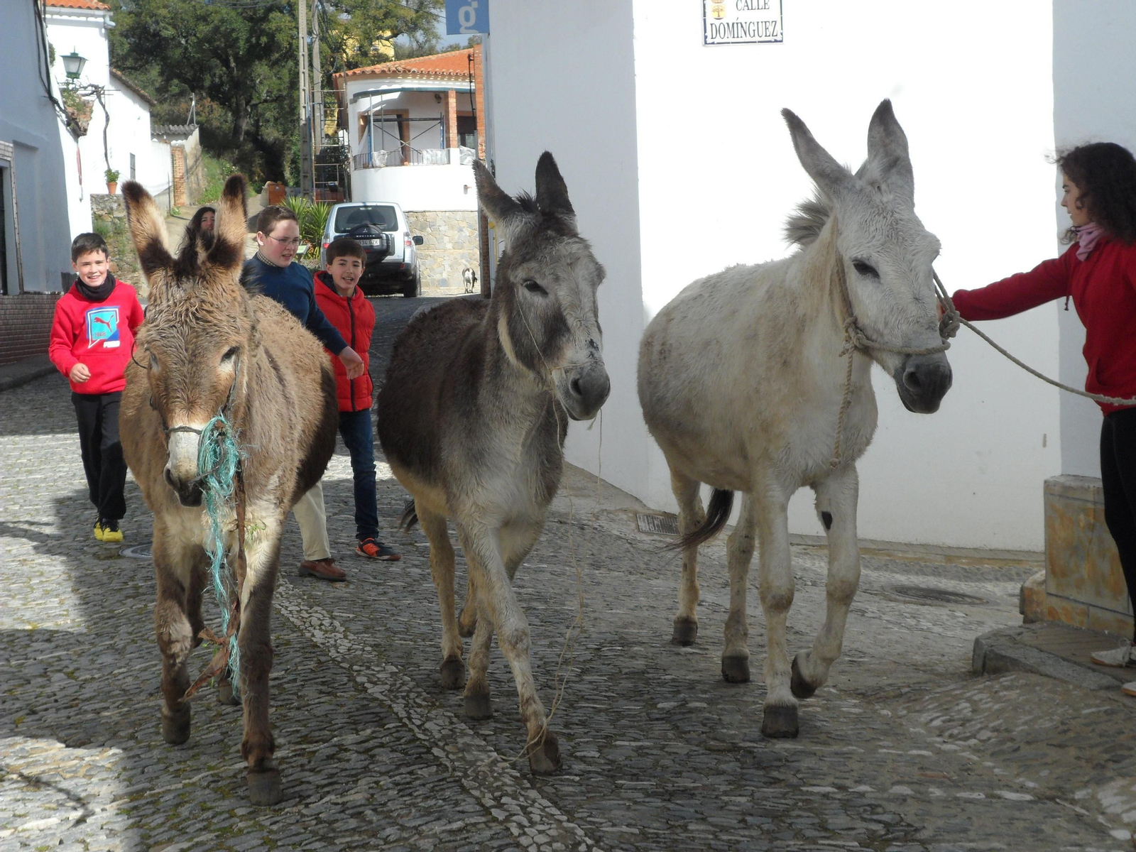 Un grupo de adolescentes con las burras que han 'robado'.