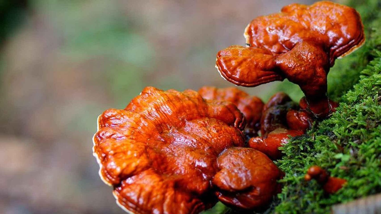 Reishi.