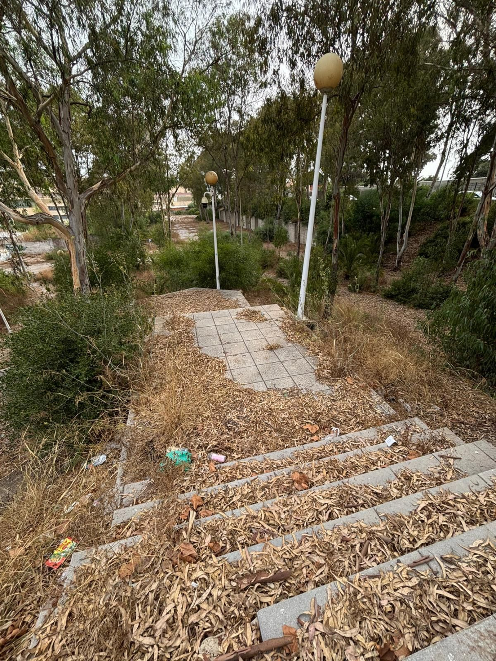 La zona de eucaliptos.