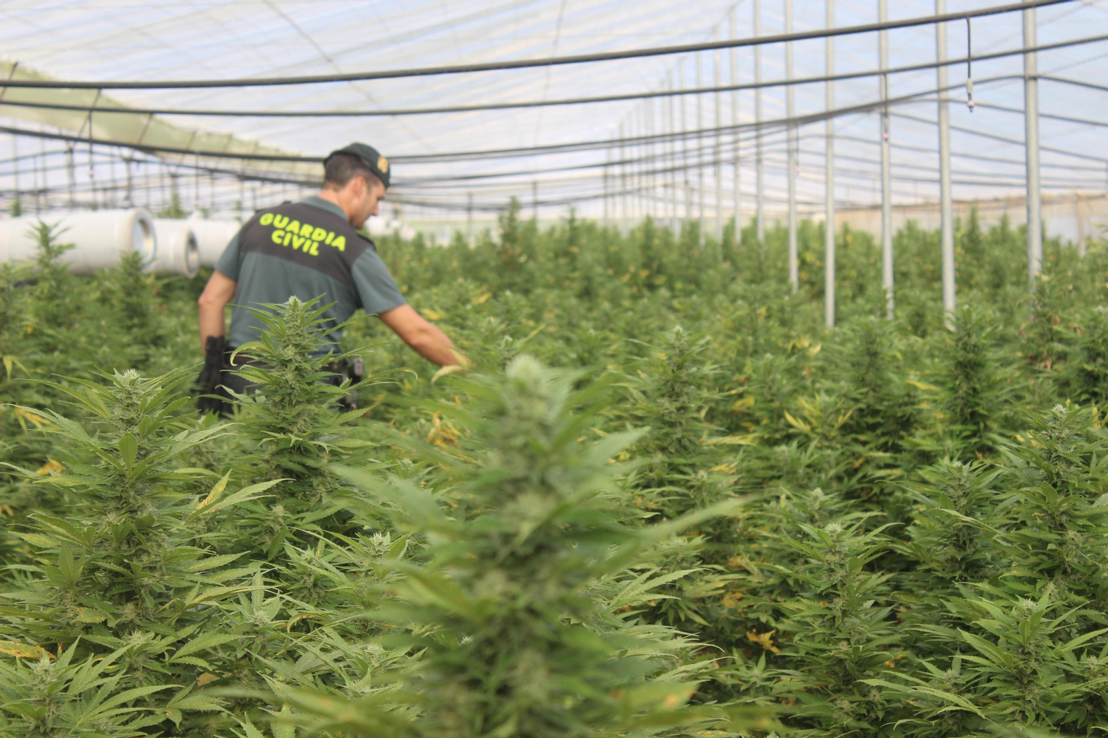 Un guardia civil inspecciona una plantación de marihuana.