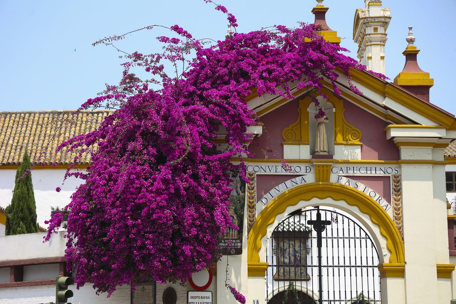 La buganvilla, la otra flor de Sevilla