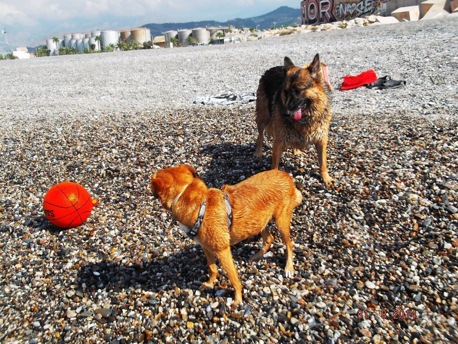 Desescalada Granada: Motril mantendrá cerrada a los perros la Playa Can