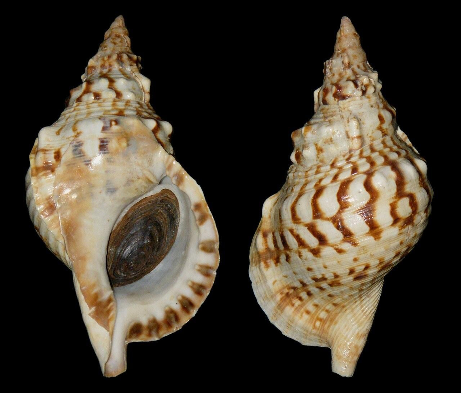 Conchas de Charonia lampas Conchas de Charonia lampas