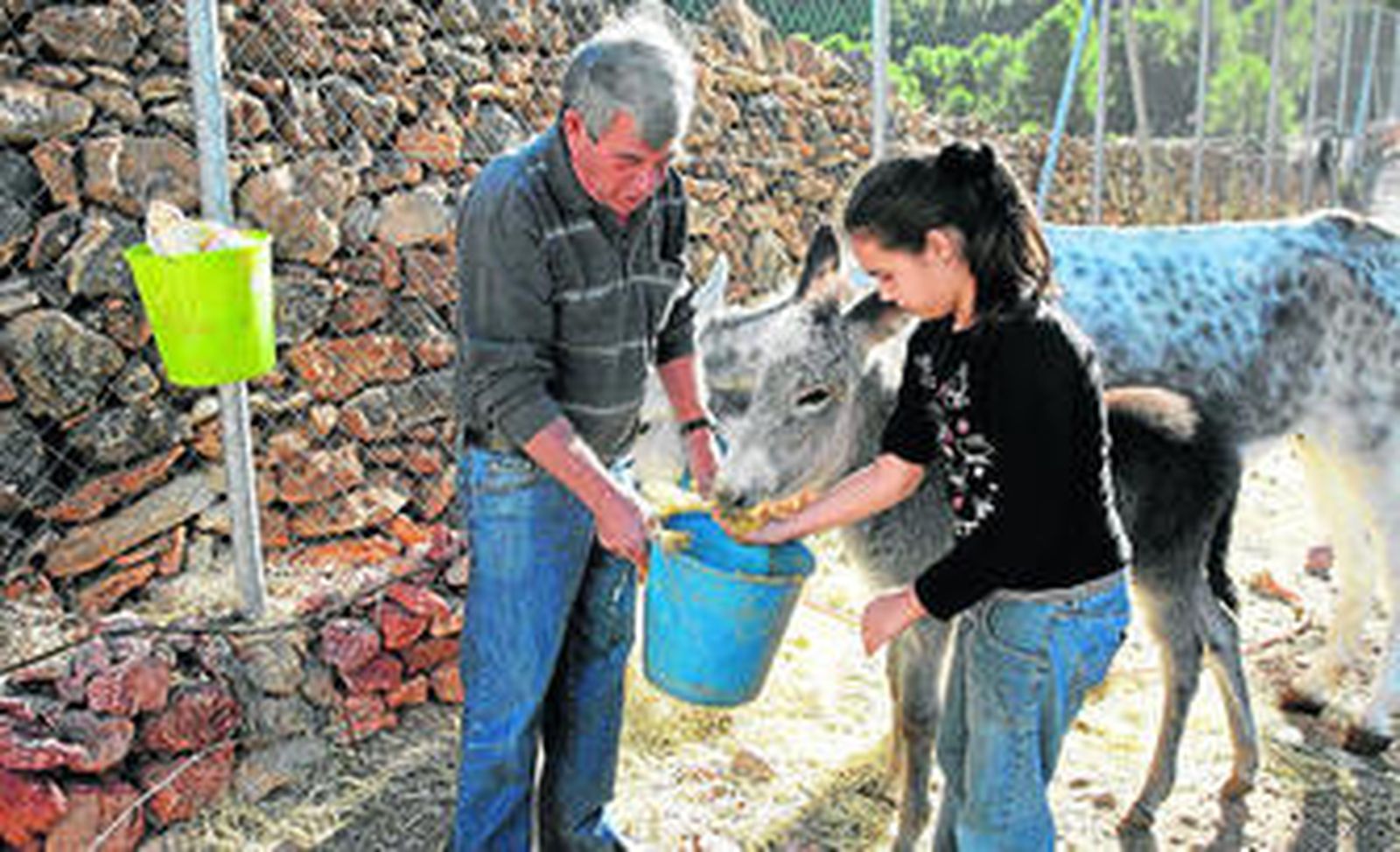 Abuelo y nieta dan de comer a las burras.