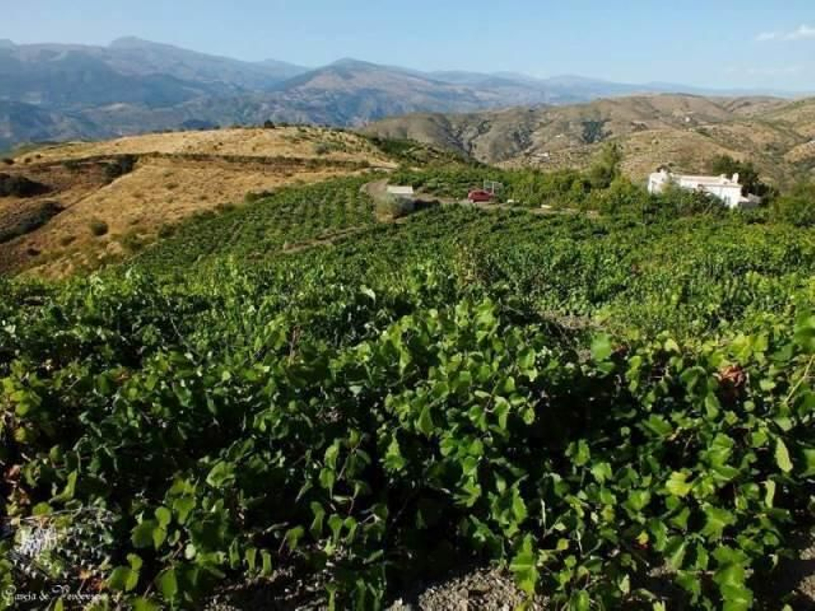 Bodegas García de Verdevique
