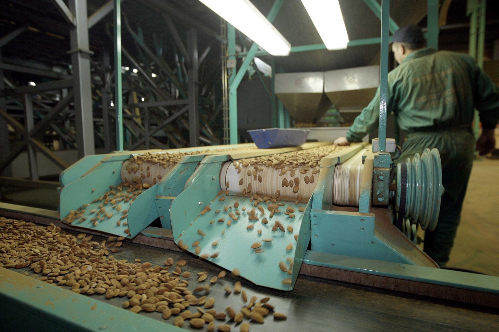 Recogida de almendra en Almería.