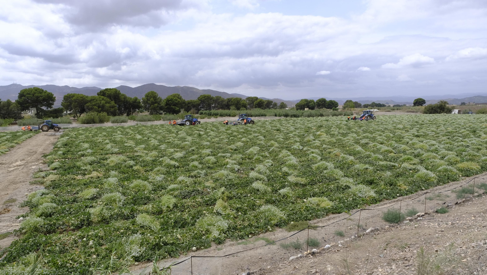 La sandía y el melón de Huércal Overa, manjares en imágenes