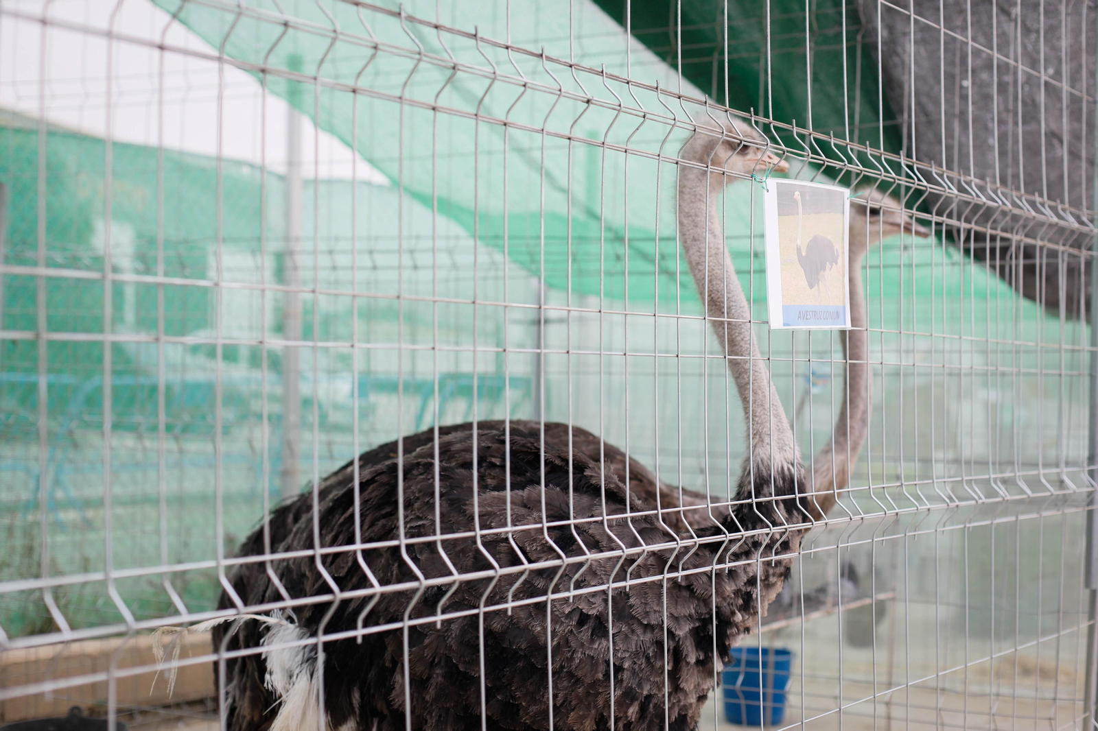 Galería de la Feria  de ganado en Tarambana