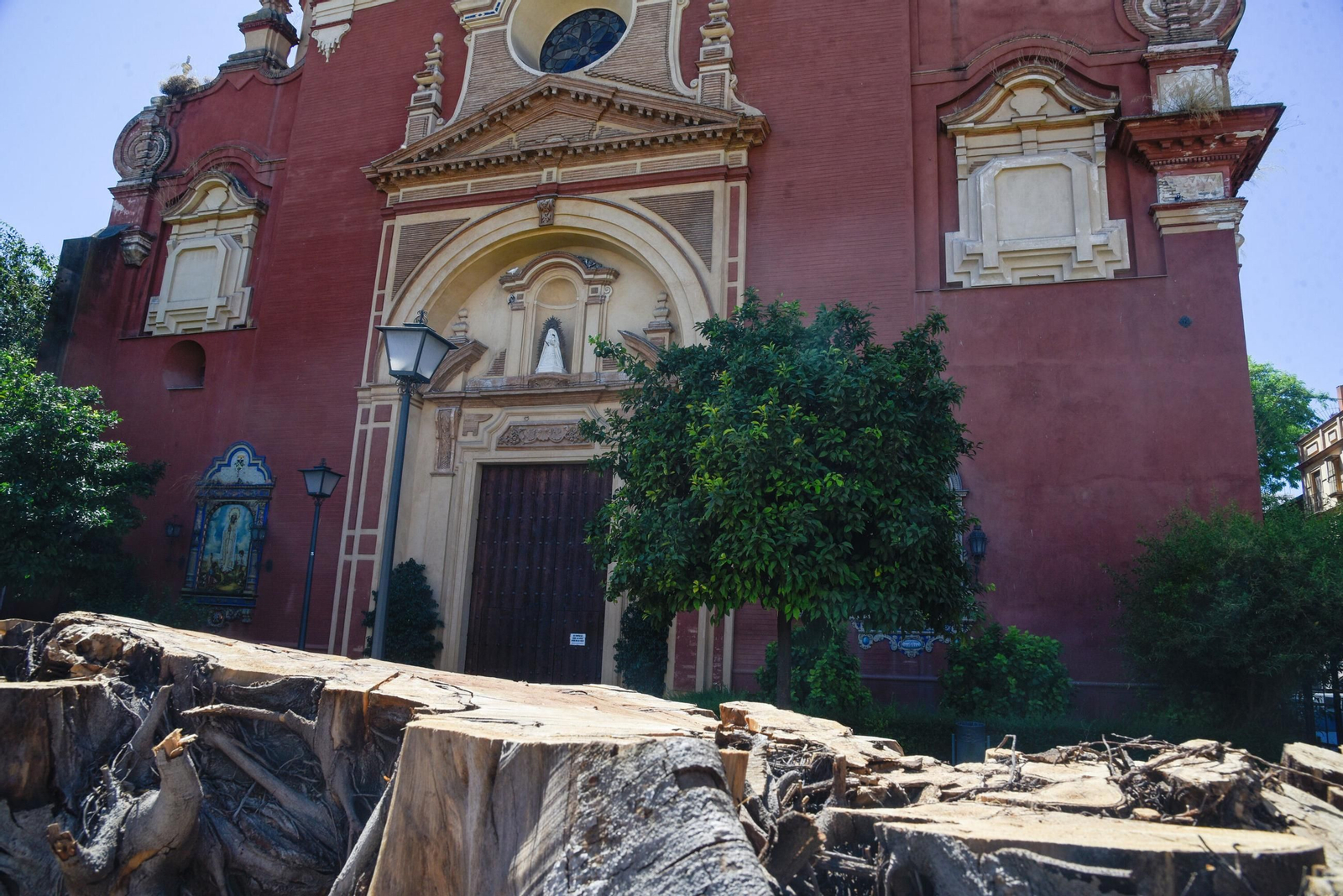 Los restos del ficus con la iglesia de San Jacinto al fondo.